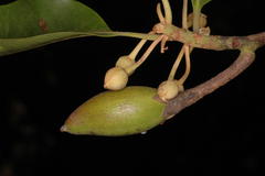Palaquium ellipticum
